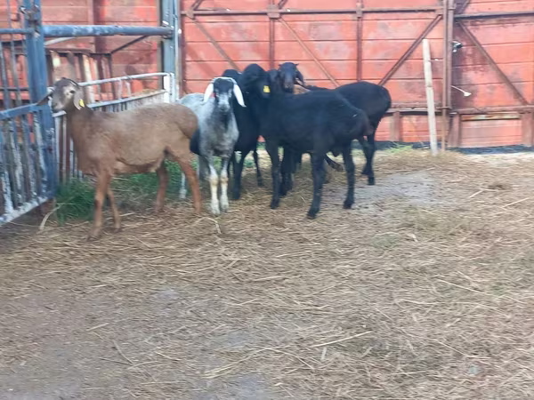 Ram, Hissar sheep