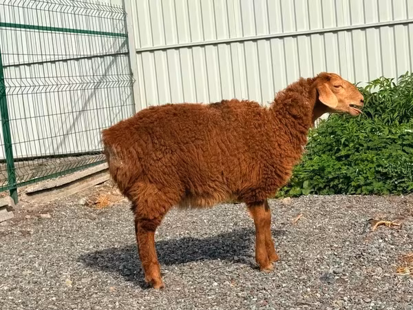 암양, Hissar sheep