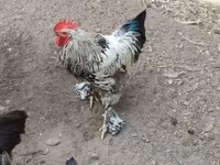 Chickens — عکس 1