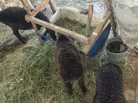 قوچ, گوسفند — عکس 2
