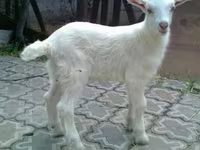 Buk, Saanen goat — foto 2
