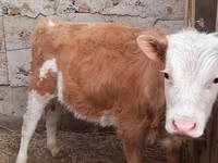 گاو نر, Simmental cattle — عکس 1