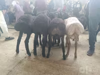 绵羊（批次，未指定性别）, Sheep — 照片 3