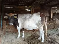 Lembu betina, Simmental cattle — foto 2
