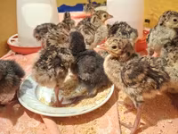 Turkeys — Foto 8
