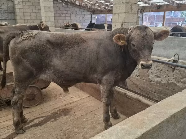 Dibi, Aberdeen-Angus