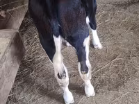 Krava, Russian Black pied cattle — foto 2
