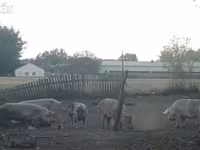 Babi betina, Pigs — foto 3