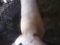 Babi hutan, Pigs — foto 1