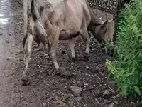 Vaca, Ganado vacuno — foto 4