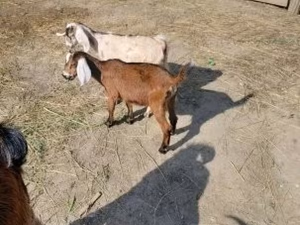 Goat, Nubian Goat — Hungary