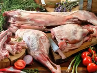 ভেড়ার পাঁঠা, Dorper sheep — ছবি 2