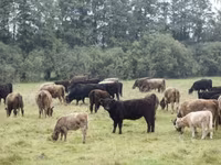 सांड, गैलोवे गाय — फ़ोटो 1