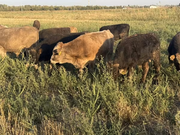 Bou, Swiss cattle