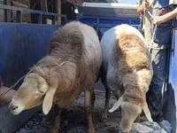 Kambing jantan, Hissar sheep — foto 2