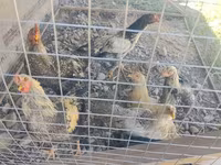 Chickens — fotografija 1