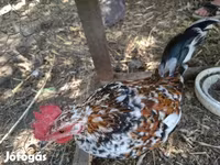 Bantam Jepun — foto 1