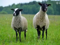 பெண் ஆடு, Romanov sheep — புகைப்படம் 2