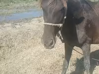 Iapă, Azerbaijan horse — foto 5