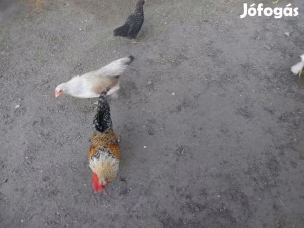 Japonský bantam