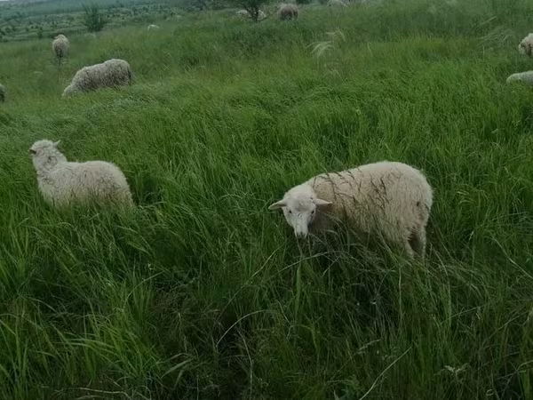 Kambing betina, Sheep