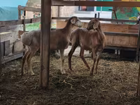 Sheep, Arashan sheep — photo 6