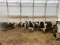 Mucca, Razza Holstein — foto 2