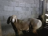 Cừu đực, Arashan sheep — ảnh 4