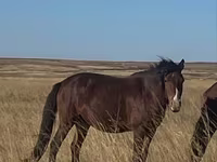 ม้าตัวเมีย, Kazakh horse — รูปภาพ 3