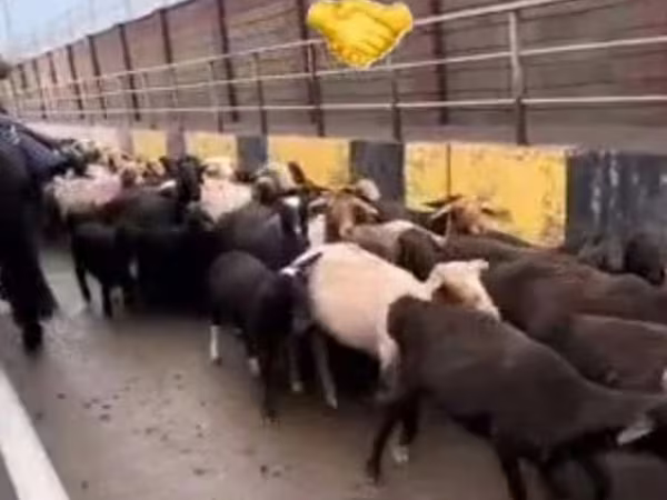Ram, Schapen