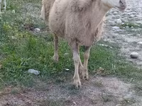 Carneiro, Ovelhas — foto 4