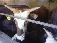 Stier, Runderen — foto 3