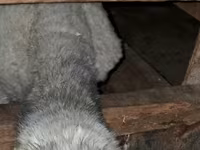 Berbec, Oi — foto 3