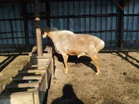 숫양, Hissar sheep — 사진 2