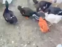 Ducks — sawirka 3