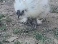 Silkie — foto 4