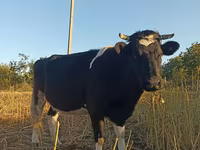 Krava, Russian Black pied cattle — foto 1
