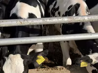 İnek, Russian Black pied cattle — foto 6