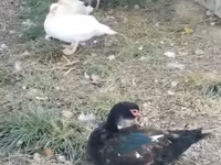 Domestic Muscovy — sawirka 3