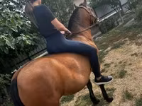 Kısrak, Atlar — foto 3