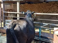 Vaca, Aberdeen-Angus — foto 7