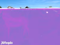 Ձի, Ձիեր — լուսանկար 5