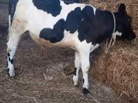 گاو نر, Russian Black pied cattle — عکس 5