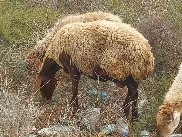 母羊, Sheep