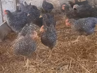 Chickens — foto 3
