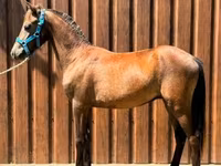 Faras, Horses — sawirka 2