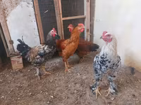 Chickens — عکس 1