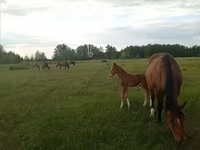 Hoppe, American shetland pony — foto 8