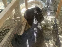 Chickens — foto 2