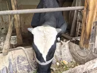 Toro, Russian Black pied cattle — foto 3